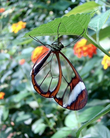 glasswing